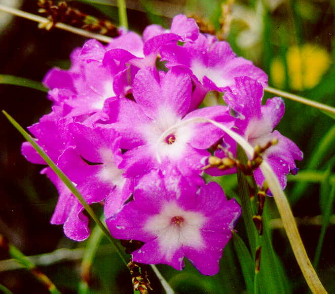 Primula irsuta